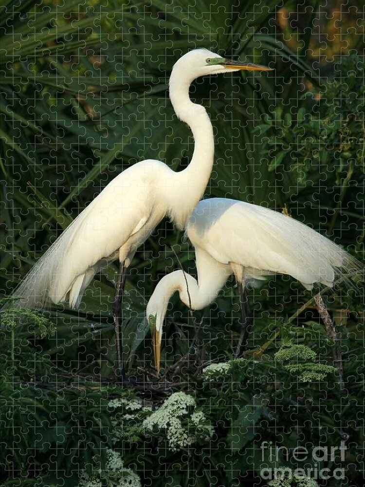 Art Jigsaw Puzzle featuring the photograph Great White Egret Mates by Sabrina L Ryan