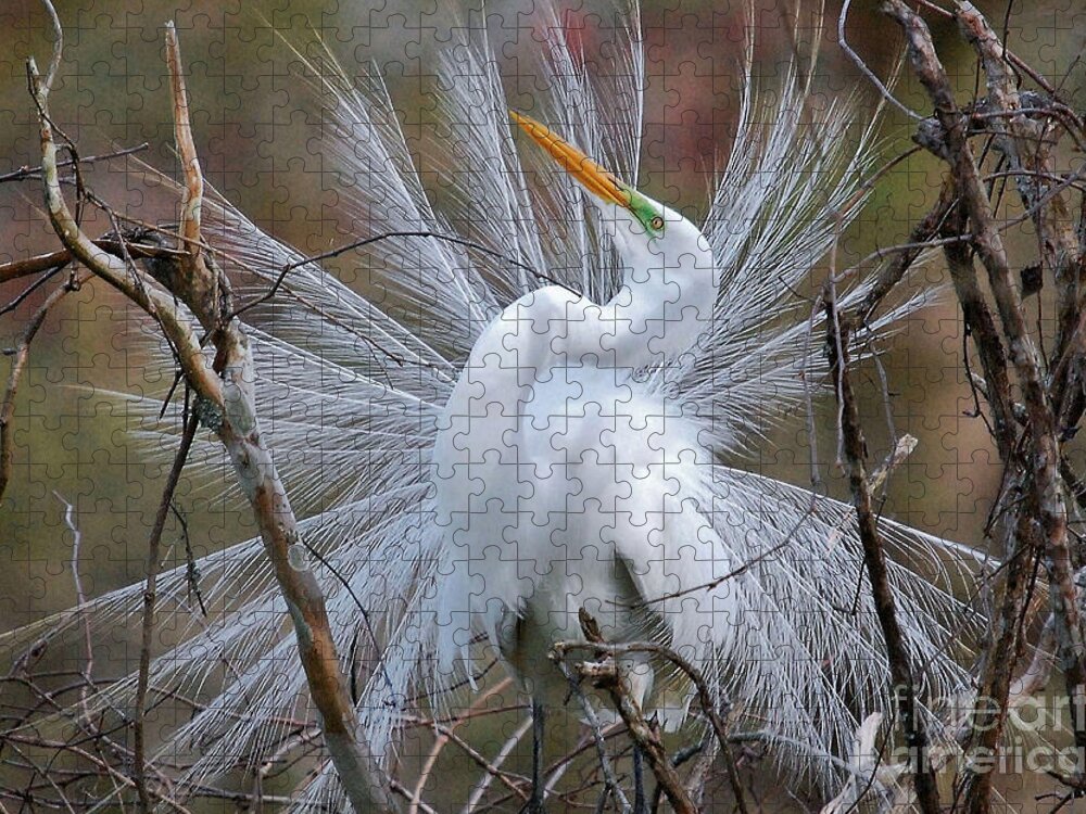 Birds Jigsaw Puzzle featuring the photograph Great White Egret With Breeding Plumage by Kathy Baccari