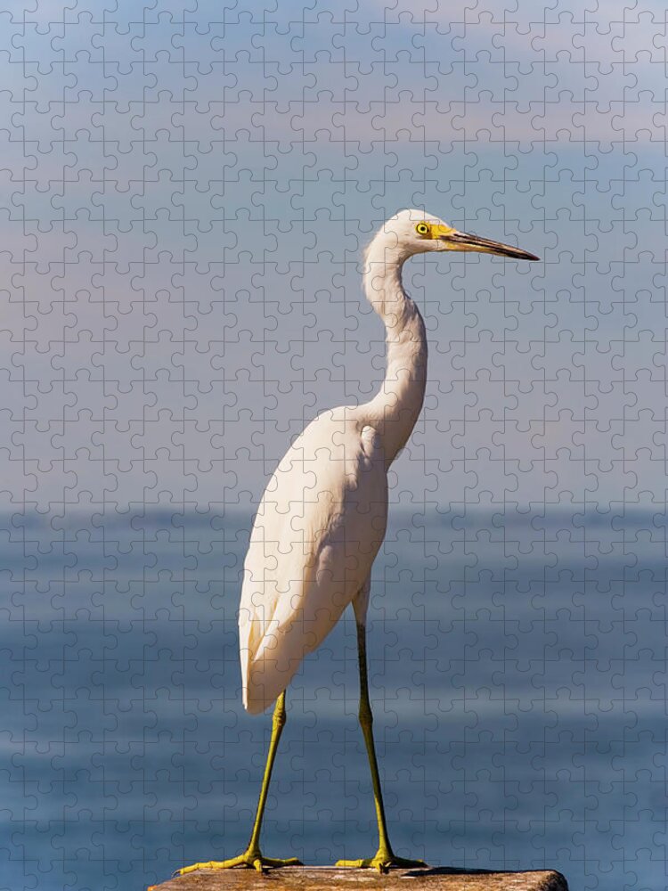 Animal Themes Jigsaw Puzzle featuring the photograph Great White Heron by Thomas Winz