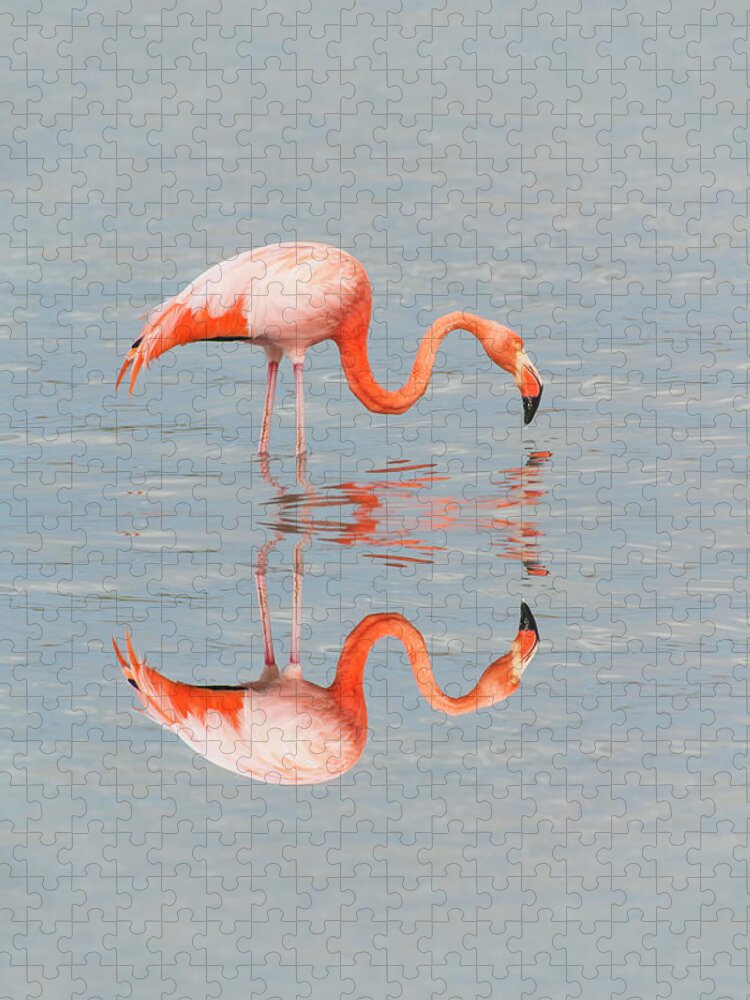 Orange Color Jigsaw Puzzle featuring the photograph Greater Flamingo by Gabrielle Therin-weise