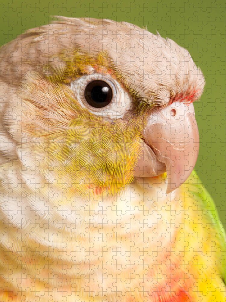 Green-cheeked Conure Jigsaw Puzzle featuring the photograph Green-cheeked Conure Pineapple P by David Kenny