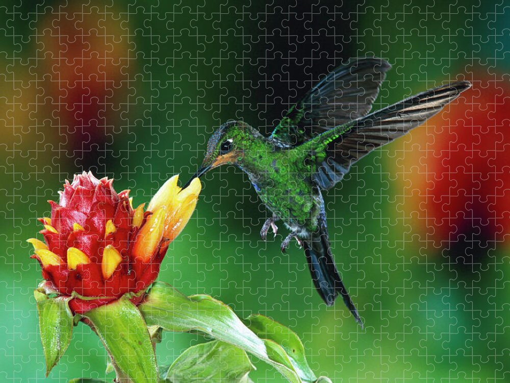 00511213 Jigsaw Puzzle featuring the photograph Green-crowned Brilliant Heliodoxa by Michael and Patricia Fogden