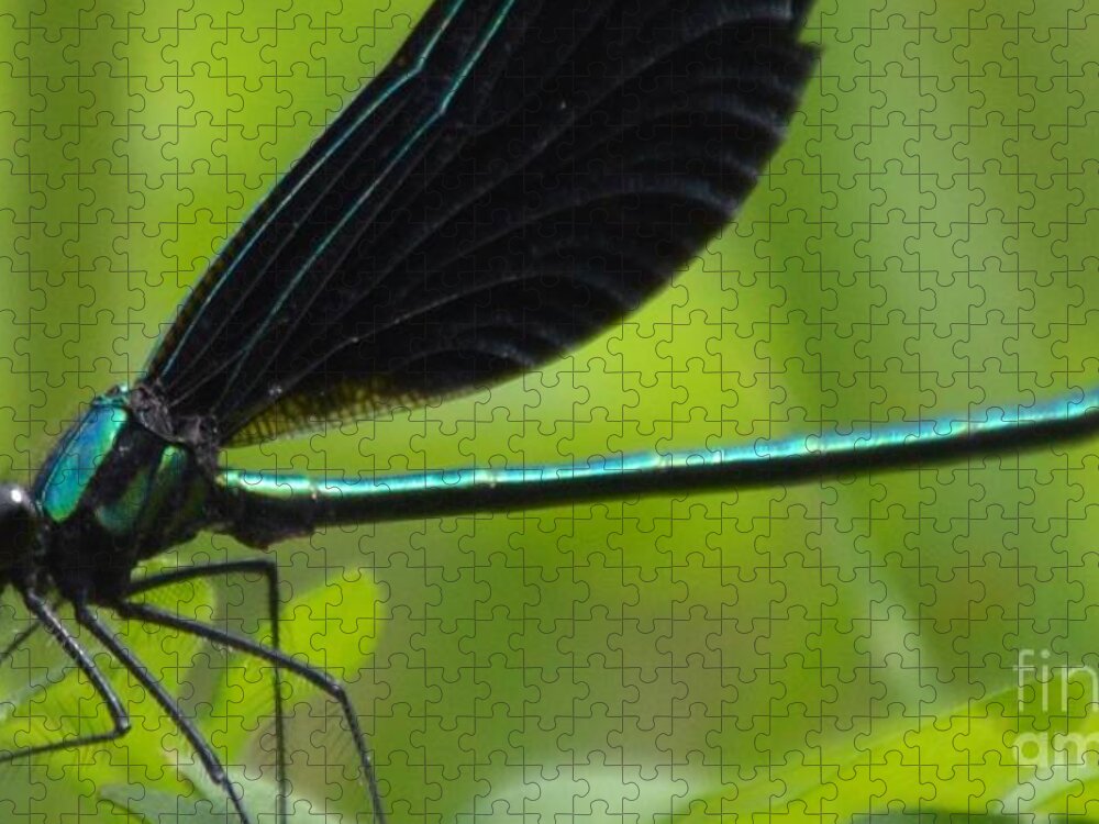 Damselfly Jigsaw Puzzle featuring the photograph Green Damselfly by Lynellen Nielsen