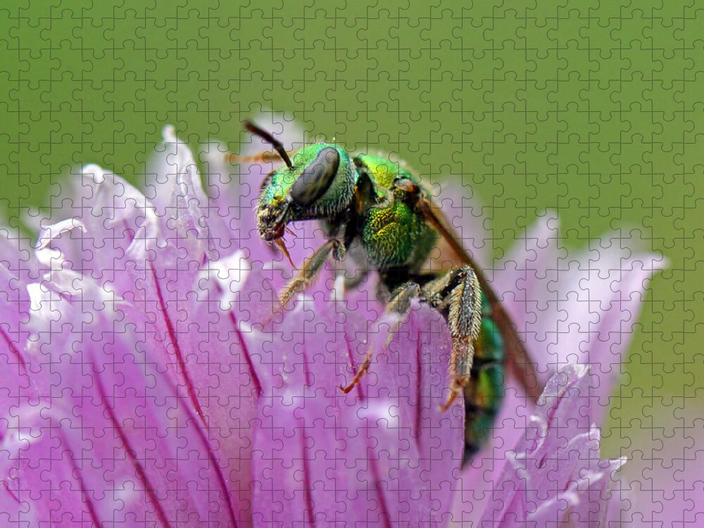 Insects Jigsaw Puzzle featuring the photograph Green Envy by Jennifer Robin