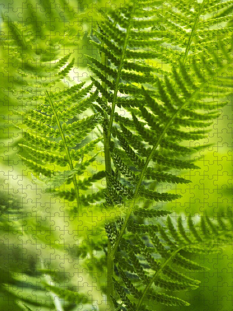 Fern Jigsaw Puzzle featuring the photograph Green Fern Art by Christina Rollo