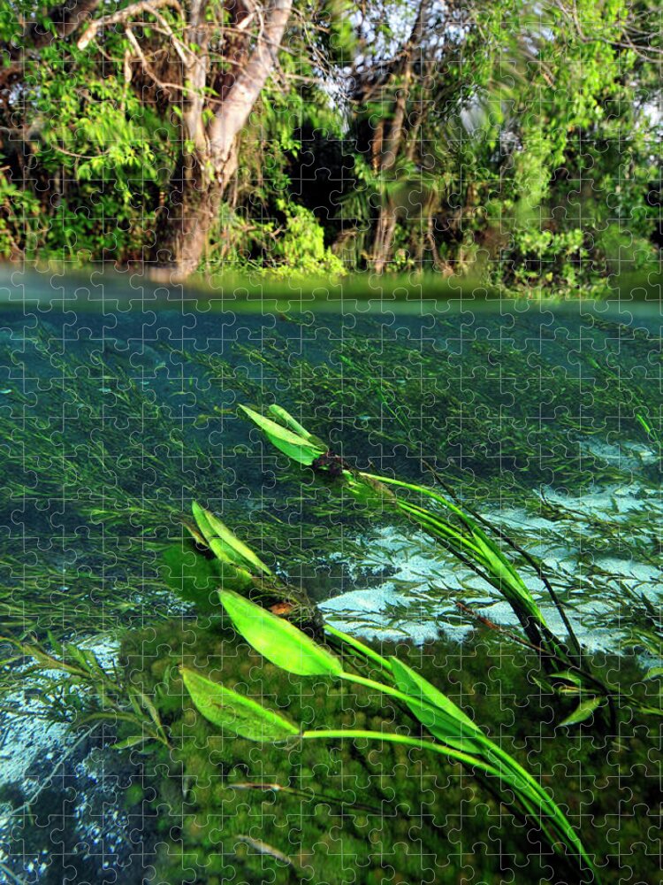 Underwater Jigsaw Puzzle featuring the photograph Green flow by Artesub