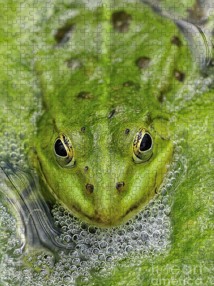 Frog Jigsaw Puzzle featuring the photograph Green Frog by Matthias Hauser