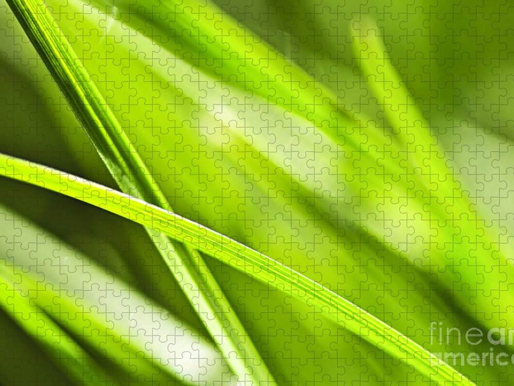 Grass Jigsaw Puzzle featuring the photograph Green grass abstract by Elena Elisseeva