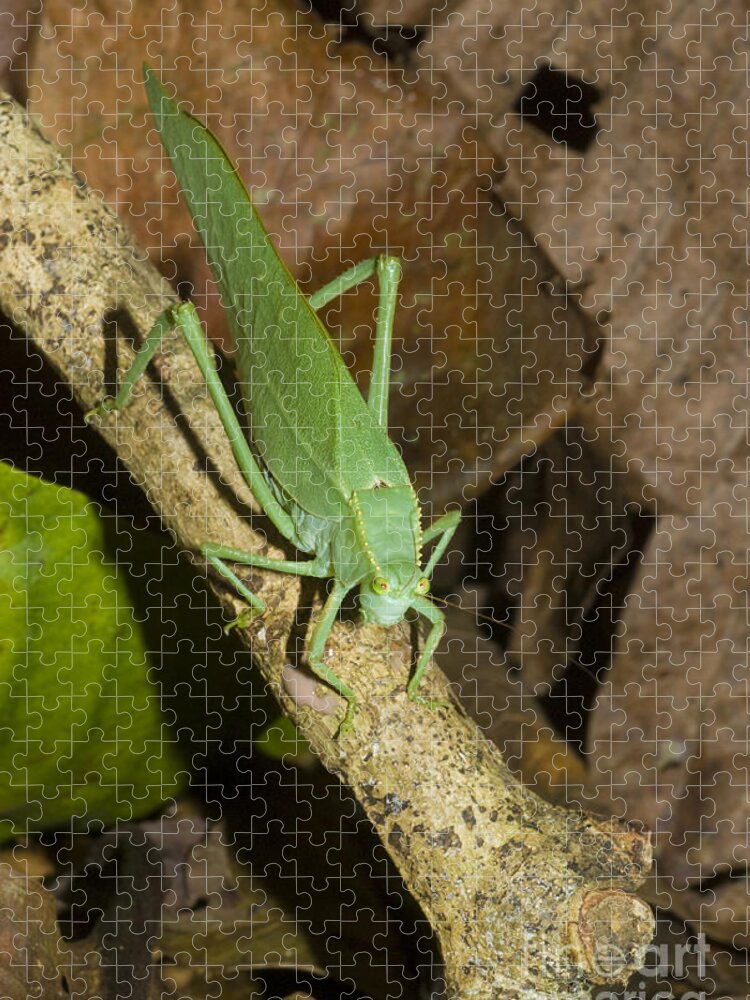 Katydid Jigsaw Puzzle featuring the photograph Green Katydid by William H. Mullins