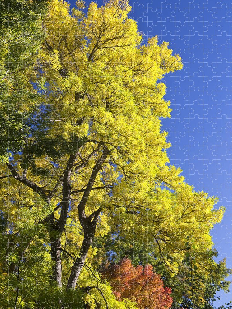 Autumn Jigsaw Puzzle featuring the photograph Green Orange Yellow and Blue by James BO Insogna