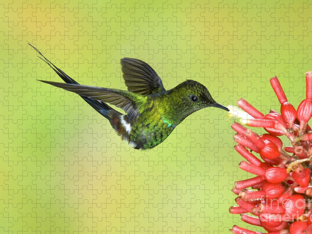Animal Jigsaw Puzzle featuring the photograph Green Thorntail Hummingbird by Anthony Mercieca