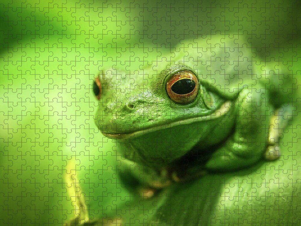 Animal Themes Jigsaw Puzzle featuring the photograph Green Tree Frog by Fotographia.net.au