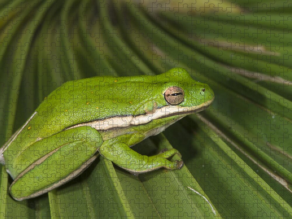 Pete Oxford Jigsaw Puzzle featuring the photograph Green Tree Frog Little St Simons Island by Pete Oxford