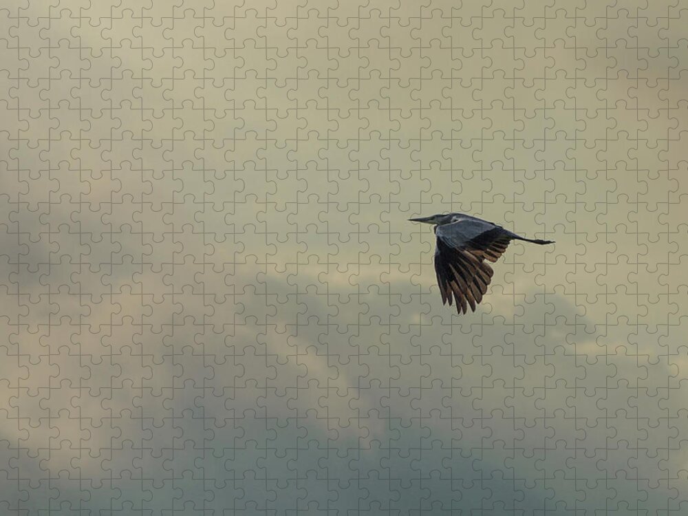 Rice Paddy Jigsaw Puzzle featuring the photograph Grey Heron by © Peter Lourenco