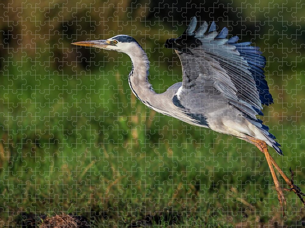 Kenya Jigsaw Puzzle featuring the photograph Grey Heron Landing From Flight by Manoj Shah