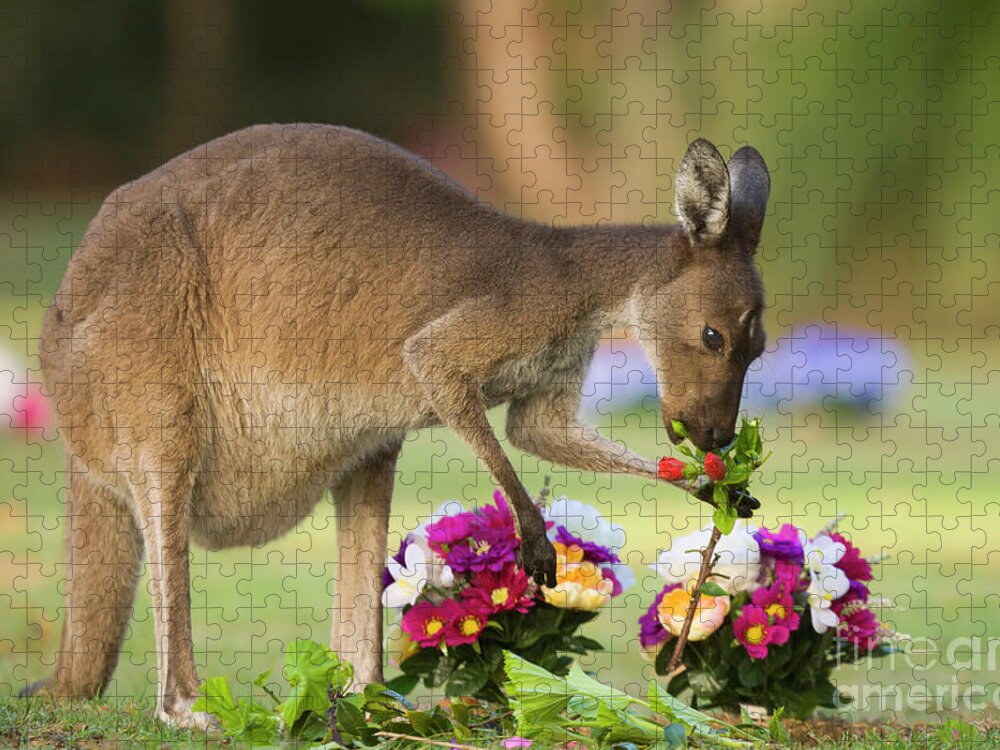 00451879 Puzzle featuring the photograph Grey Kangaroo Eating Graveyard Flowers by Yva Momatiuk and John Eastcott