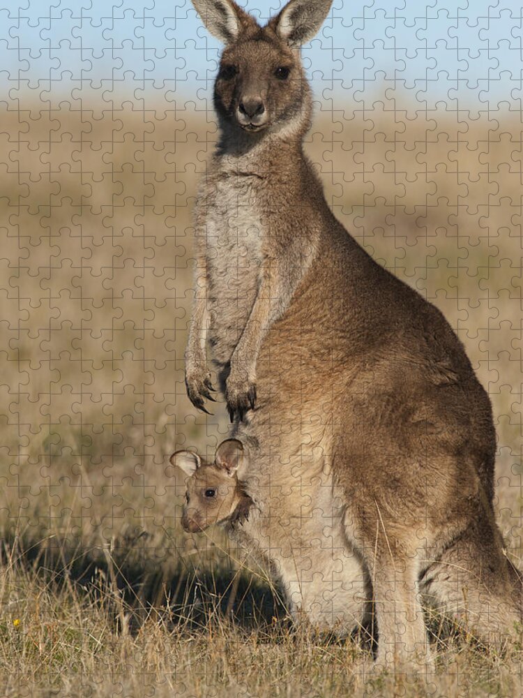 512752 Jigsaw Puzzle featuring the photograph Grey Kangaroo With Joey Maria Isl by D. Parer & E. Parer-Cook