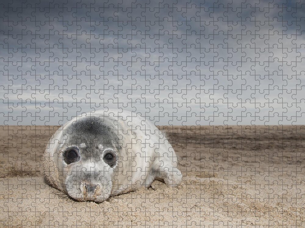 Kyle Moore Jigsaw Puzzle featuring the photograph Grey Seal On Beach Norfolk England by Kyle Moore