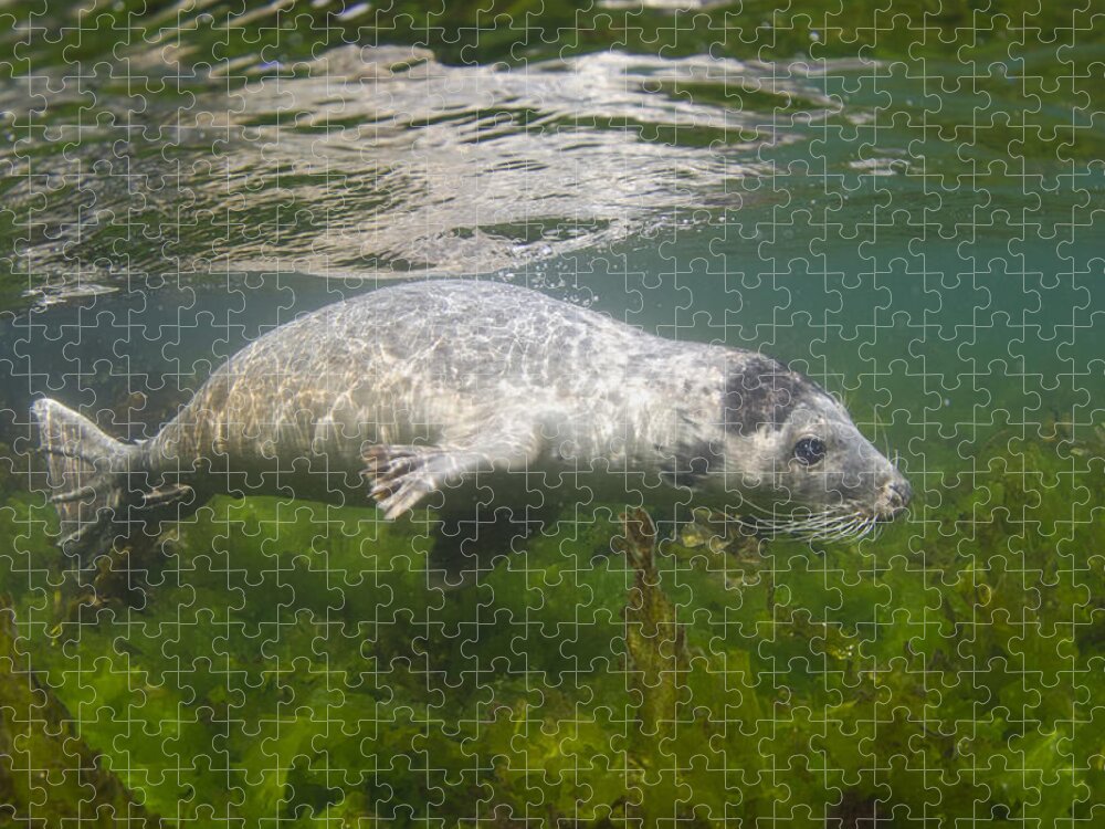 Flpa Jigsaw Puzzle featuring the photograph Grey Seal Pup Off Farne Islands by Jack Perks