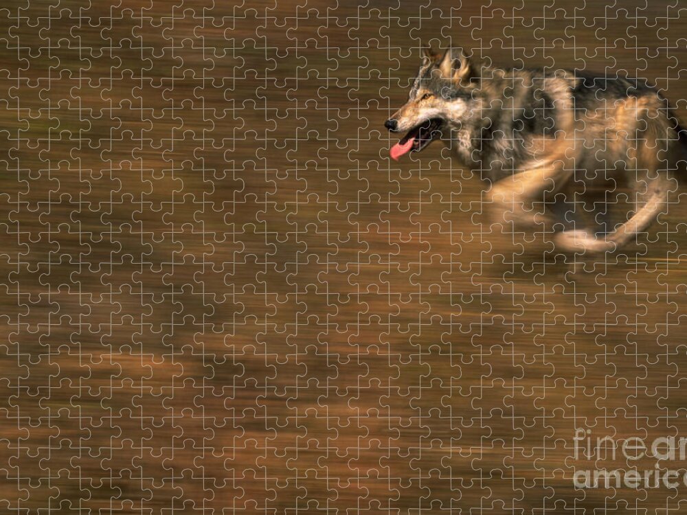 Grey Wolf Jigsaw Puzzle featuring the photograph Grey Wolf Running by Art Wolfe