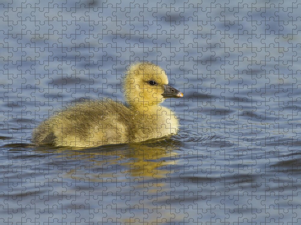 Nis Jigsaw Puzzle featuring the photograph Greylag Goose Gosling Zeeland by Sytze Jongma