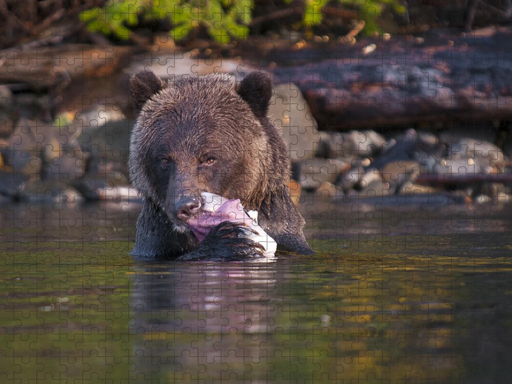 Grizzly Jigsaw Puzzle featuring the photograph Grizzly and Salmon by Bill Cubitt