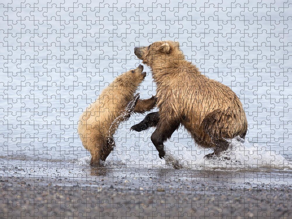 Richard Garvey-williams Jigsaw Puzzle featuring the photograph Grizzly Bear Mother Playing by Richard Garvey-Williams