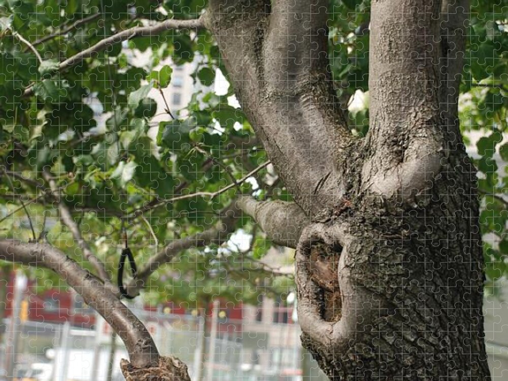 The Survivor Tree 