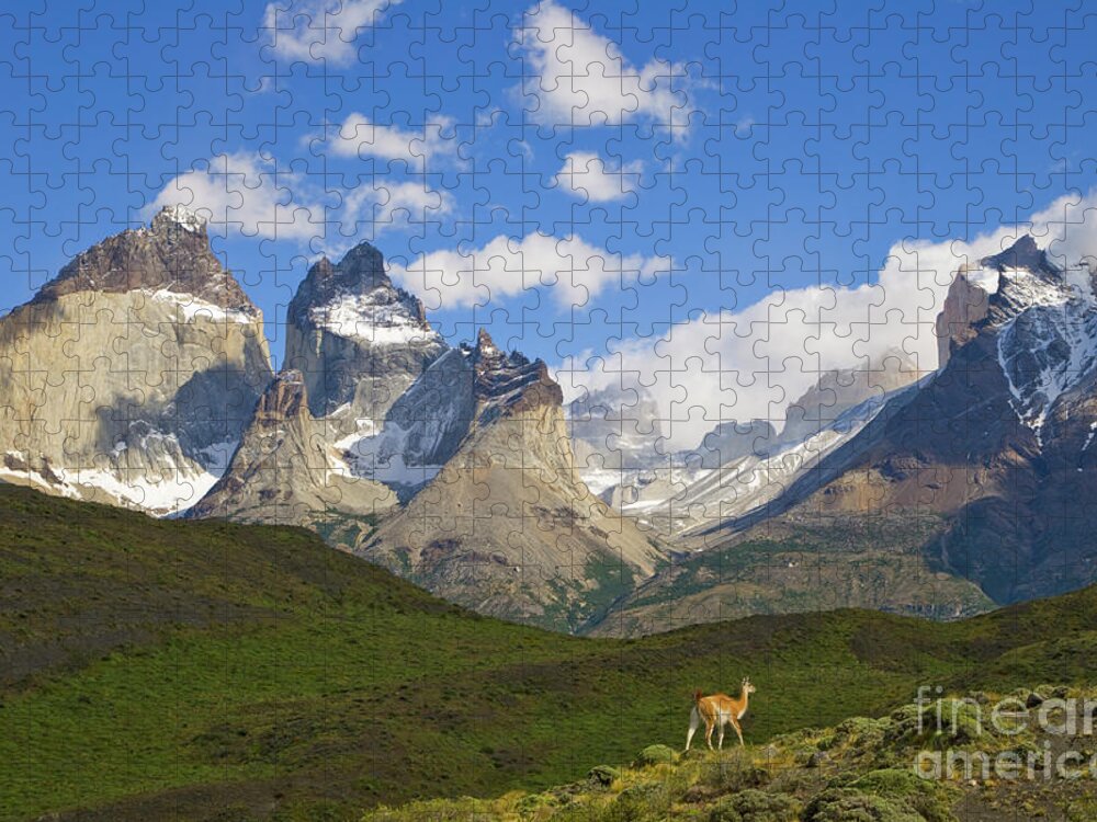 00345710 Jigsaw Puzzle featuring the photograph Guanaco And Cuernos Del Paine Peaks by Yva Momatiuk John Eastcott