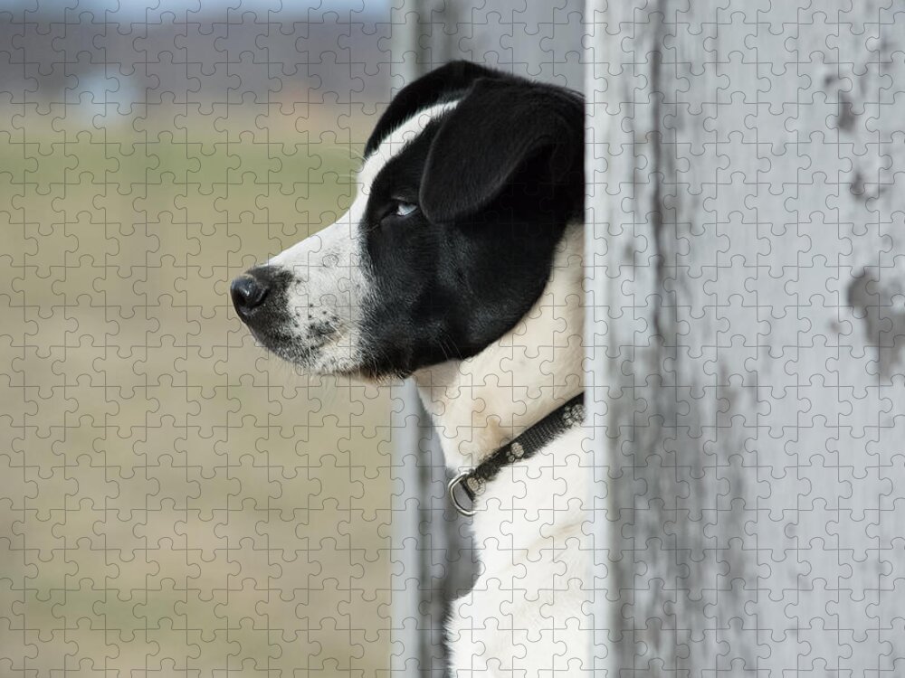 Pet Jigsaw Puzzle featuring the photograph Guard Dog by Holden The Moment