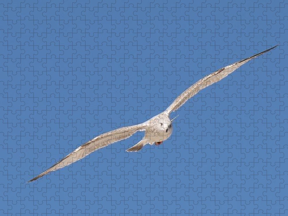 Sea Jigsaw Puzzle featuring the photograph Gull in Flight - 2 by Christy Pooschke