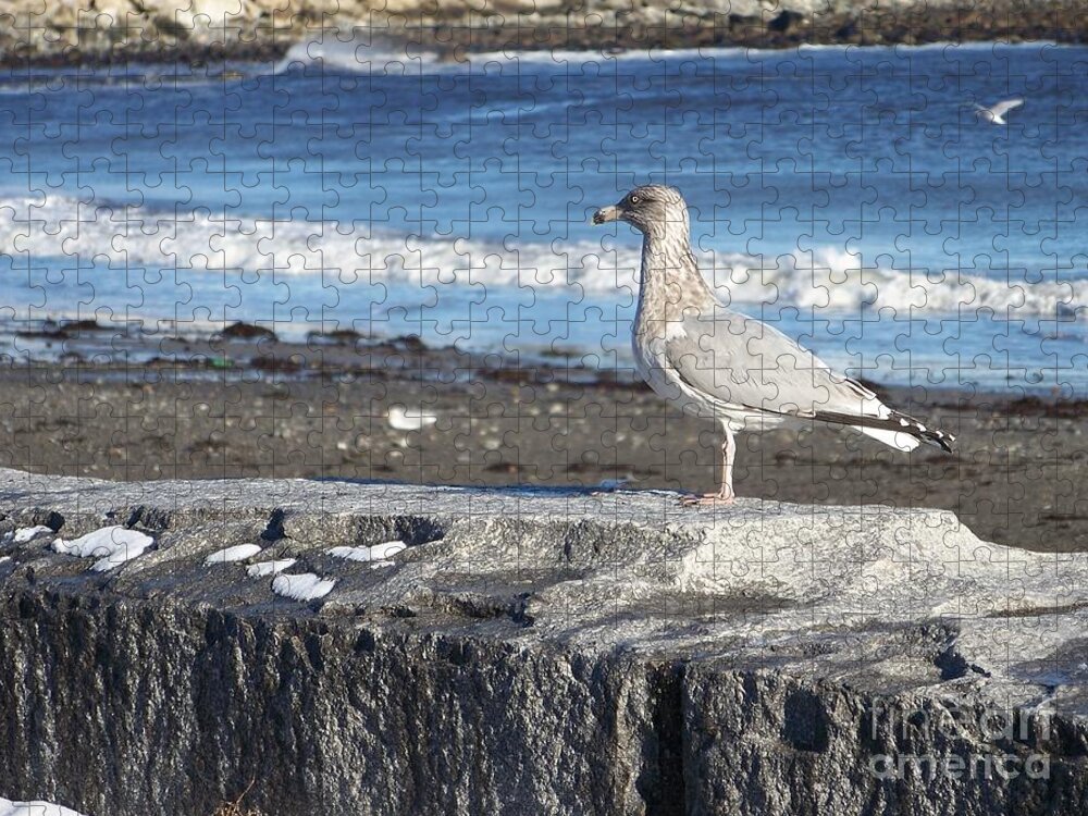 Fine Art Jigsaw Puzzle featuring the photograph Granite State Seagull by Eunice Miller