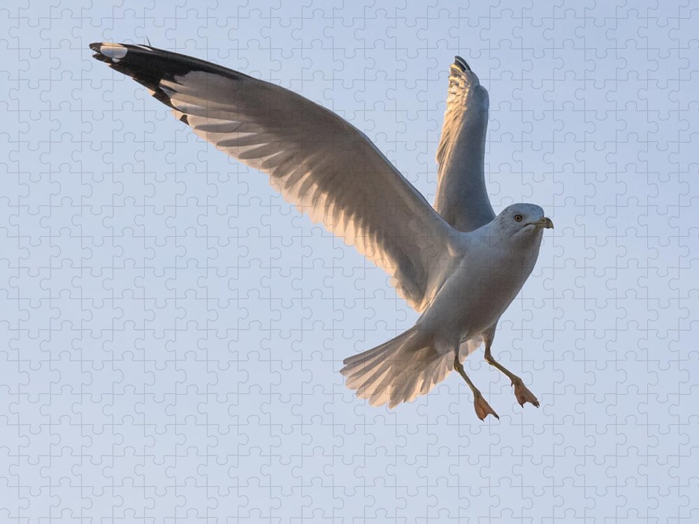 Gull Jigsaw Puzzle featuring the photograph Gull Ready to Land by Holden The Moment