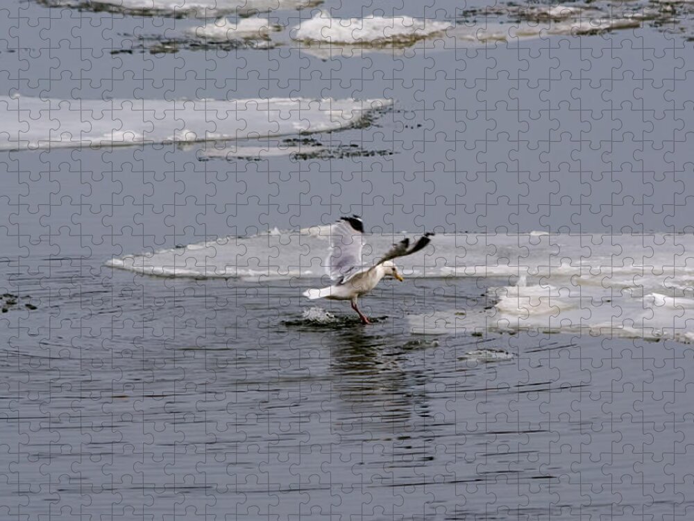 Gull Jigsaw Puzzle featuring the photograph Gull Standing On Thin Ice by Holden The Moment