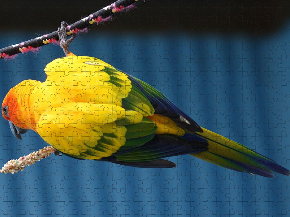Budgies Jigsaw Puzzle featuring the photograph Hanging On by David Nicholls