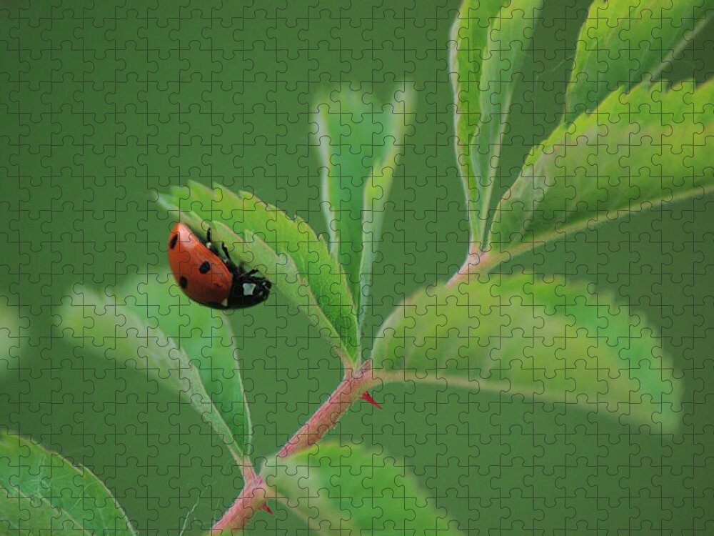 Ladybug Jigsaw Puzzle featuring the photograph Hanging On by Ken Dietz