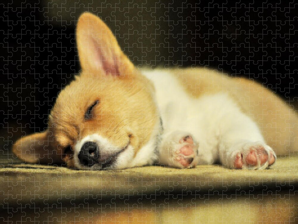 Pembroke Welsh Corgi Puppy Jigsaw Puzzle featuring the photograph Happiness is a Warm Corgi Puppy by Rebecca Sherman