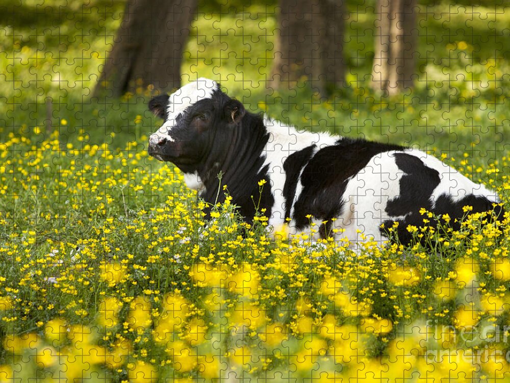 Cow Jigsaw Puzzle featuring the photograph Happy Cow by Brian Jannsen