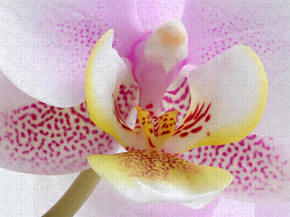 Orchid Jigsaw Puzzle featuring the photograph Happy Pink by Juergen Roth
