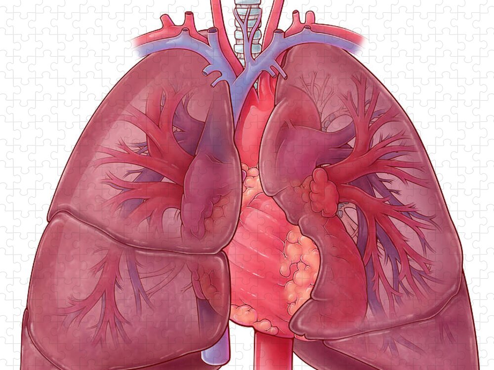 Science Jigsaw Puzzle featuring the photograph Heart And Lung Anatomy, Illustration by Evan Oto