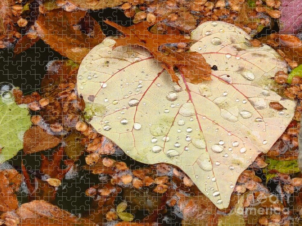 Nature Jigsaw Puzzle featuring the photograph Heart Leaf II by Anita Adams