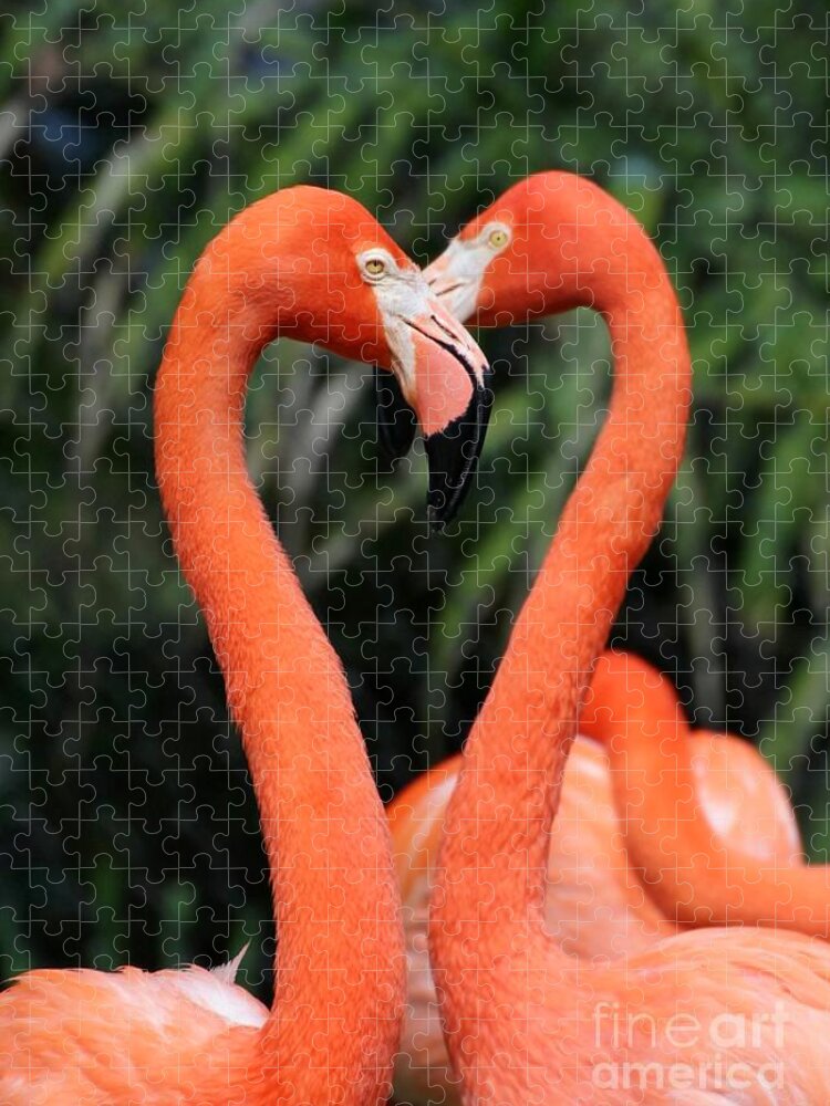 Flamingo Jigsaw Puzzle featuring the photograph Heart to Heart Flamingo's by Sabrina L Ryan