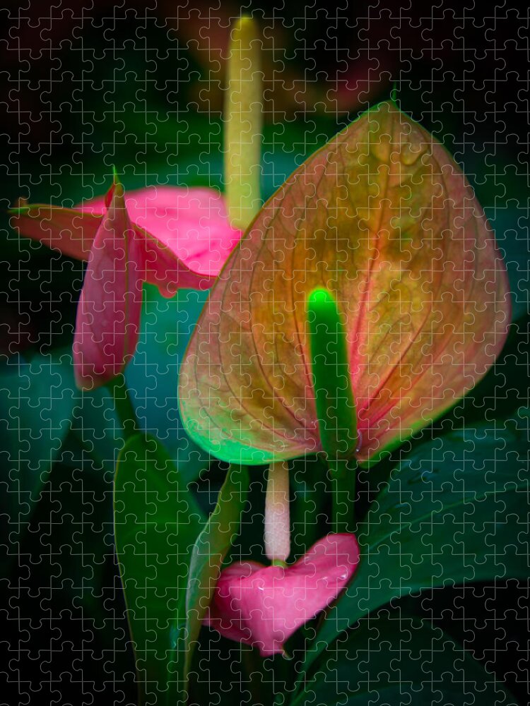 Anthurium Jigsaw Puzzle featuring the photograph HEARTS of JOY by Karen Wiles