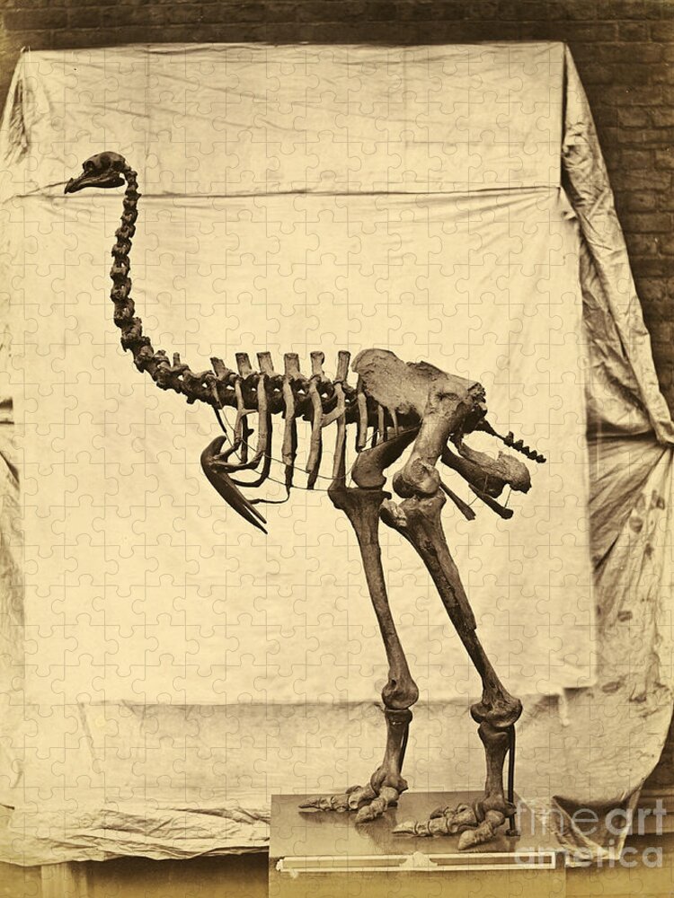 Moa Jigsaw Puzzle featuring the photograph Heavy Footed Moa Skeleton by Getty Research Institute