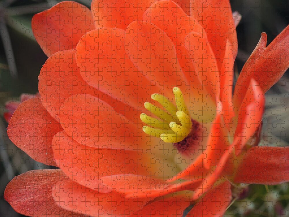 Cactus Flower Jigsaw Puzzle featuring the photograph Hedgehog Cactus Flower by Tamara Becker