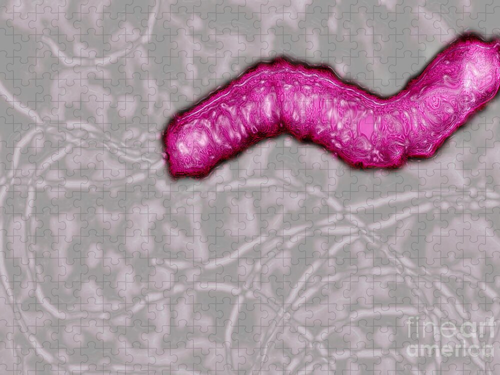 Helicobacter Pylori Jigsaw Puzzle featuring the photograph Helicobacter pylori by James Cavallini