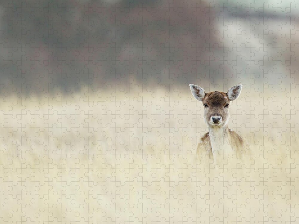 Grass Jigsaw Puzzle featuring the photograph Hello by Markbridger