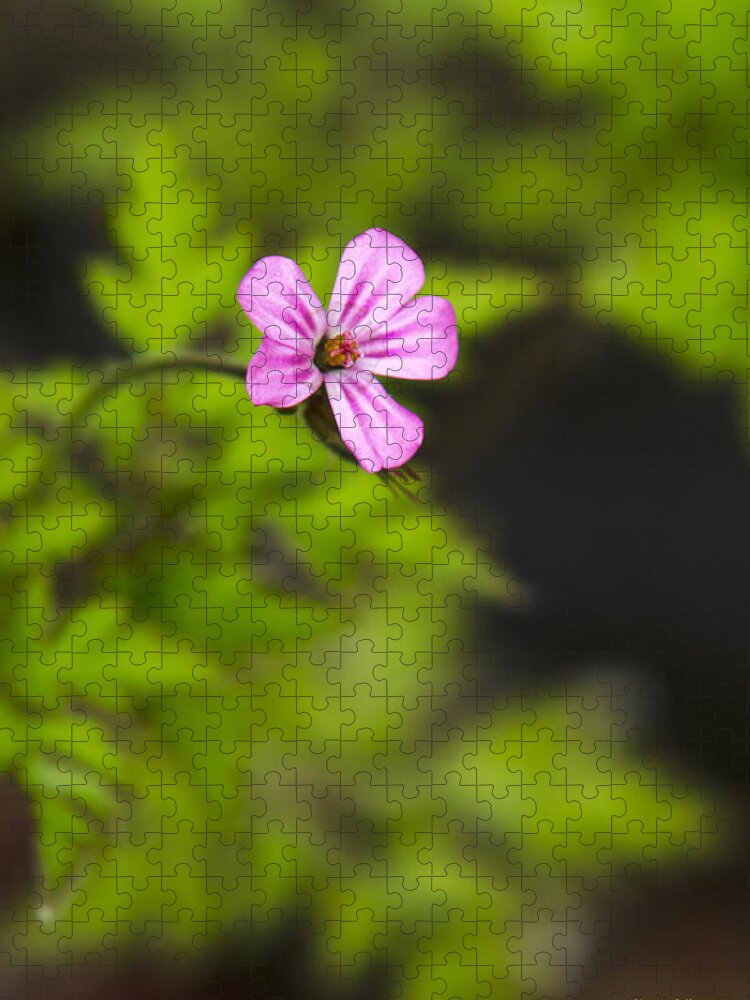 Wildflower Jigsaw Puzzle featuring the photograph Herb Robert Wildflower by Christina Rollo