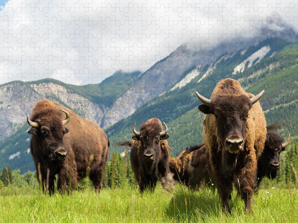 Horned Jigsaw Puzzle featuring the photograph Herd Of Buffalo Or Bison, Alberta by Peter Adams