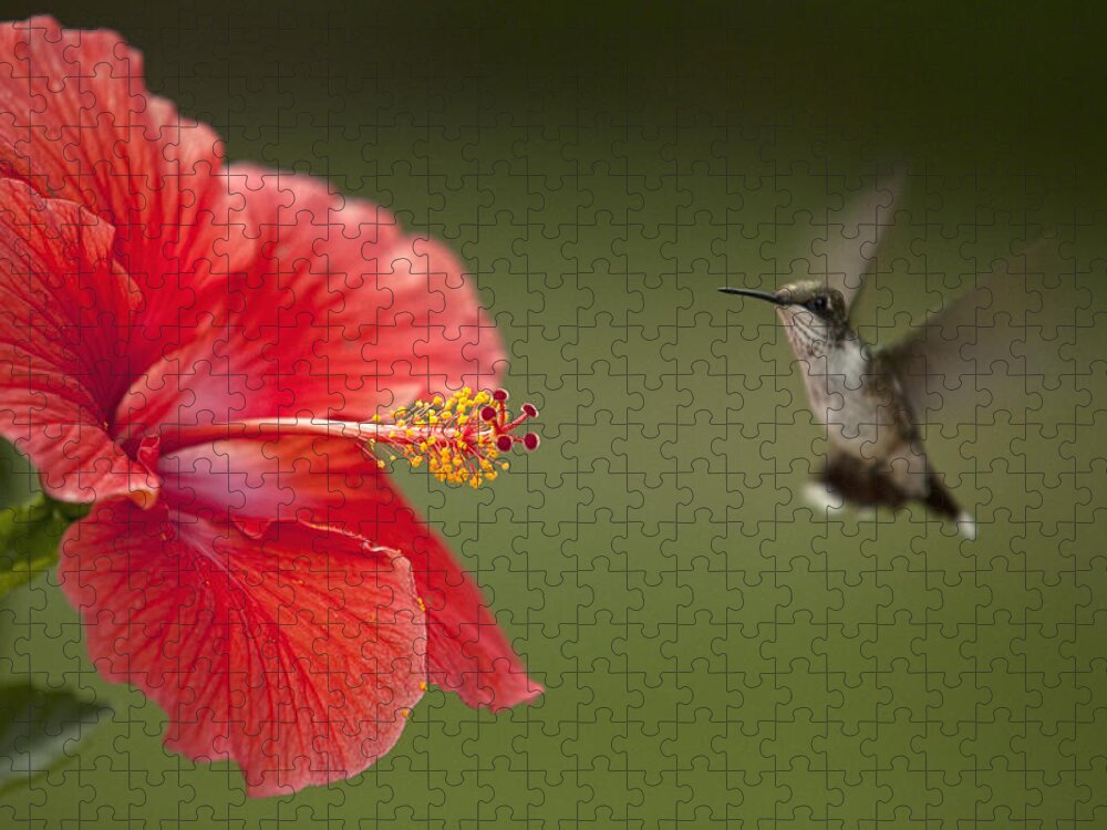 Hummingbird Jigsaw Puzzle featuring the photograph Hibiscus Hummingbird by John Crothers